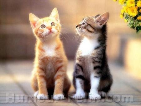 2 petits chatons