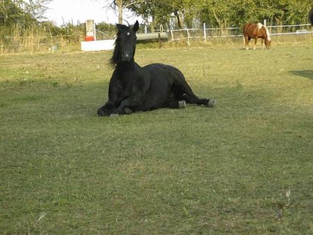 cheval coucher